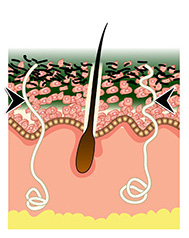Step 3 DÉCAAR Algae Peel
