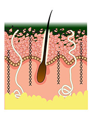Step 4 DÉCAAR Algae Peel