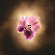 A lilac flower on a gold background